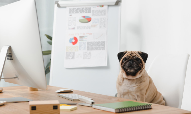 How to Save Money on Pet Expenses